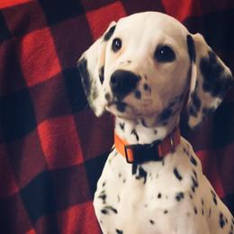 Pumpkin - White and black Dalmatian puppy in Clinton, Missouri from Dalmatia BnB
