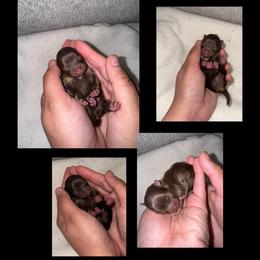 Nova - Chocolate and tan male Pomeranian puppy in Willow Spring, North Carolina from GTBBF Pomeranians