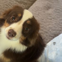 Toy Australian Shepherds from Grace Baker