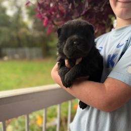 Bagherra - Black female Chinese Shar-Pei puppy in Auburn, Kansas from Justin's Chinese Shar-Pei