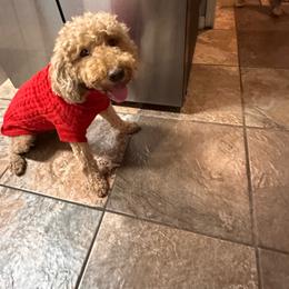 Cali - Goldendoodle