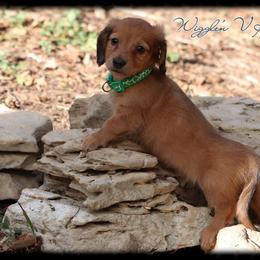 Dachshund and Pug Puppies from Wiggle'n V Ranch