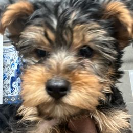 Yorkshire Terriers from Lias Pups