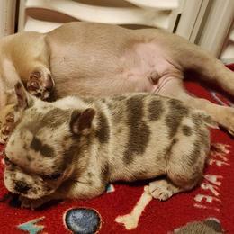 Chocolate Chip - Blue fawn male French Bulldog puppy in Goshen, Ohio from Washburns bostons