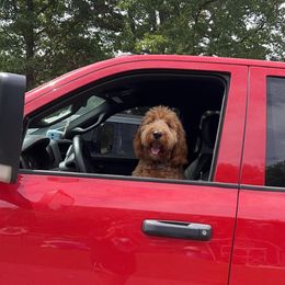 Maggie - Goldendoodle