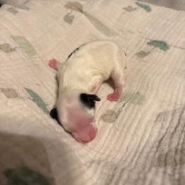 Gimi - Parti male Yorkshire Terrier puppy in Brandenburg, Kentucky from Lil Amazing Paws Yorkshire Terriers