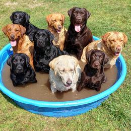 Ready early Summer, 2027 -Abigail Mariam TKN VHMA - Black female Labrador Retriever puppy in Prince George, Virginia from Kingdom Kenelz Labradors