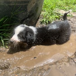 English Shepherd Puppies from LiquidMoon English Shepherds
