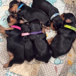 Bobby  Light Blue Collar - Black and tan male Yorkshire Terrier puppy in Pembroke Pines, Florida from Sunshine Parti Yorkies