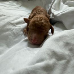 Salami - Apricot male Poodle puppy in Haines City, Florida from Noelle Poodles