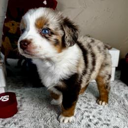Jolly - Red merle male Miniature Australian Shepherd puppy in Tonasket, Washington from V5 Aussies