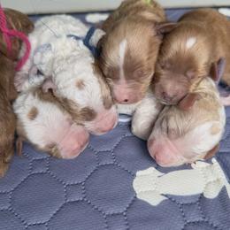 Cavapoo puppies from Haaspawz