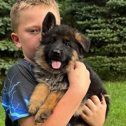 Miss Purple - Black and tan female German Shepherd puppy in Lawton, Michigan from Free Indeed Shepherds