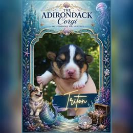 Triton - Black and tan male Pembroke Welsh Corgi puppy in Warrensburg, New York from The Adirondack Corgi