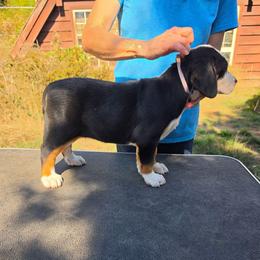 Purple - Black, white and red female Greater Swiss Mountain Dog puppy in Cornelius, Oregon from Hoberg's GSMD