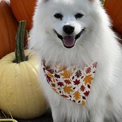 Kenji - Japanese Spitz
