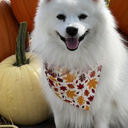 Kenji - Japanese Spitz