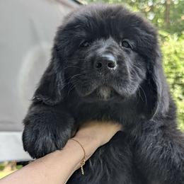 Light Pink Girl (Osa) - Black female Newfoundland puppy in Independence, Missouri from K & L Ranch