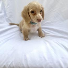 Sky Blue - Cream male Dachshund puppy in Silver Springs, Florida from DeMarsh's Dachshunds