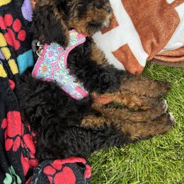 Assorted Doodle Crosses, Aussiedoodles, Bernedoodles, and Poodles from Pear Tree Poodles & Doodles