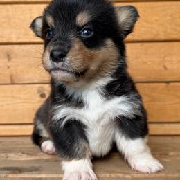 Black tri - Black and white male American Corgi puppy in Pioneer, Michigan from Country Corners Corgis