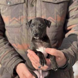 Boy 2 - Seal male Italian Greyhound puppy in Sugar Valley, Georgia from Pinnacle Farm and Kennel