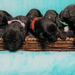 Goldendoodle Puppies from Warren Doodles