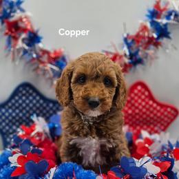 Copper - Red  male Goldendoodle puppy in Summerville, South Carolina from Channys Doodles