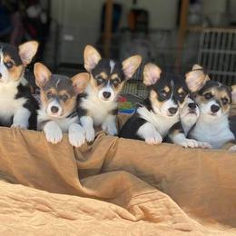 Pembroke Welsh Corgis from WSP Corgi's