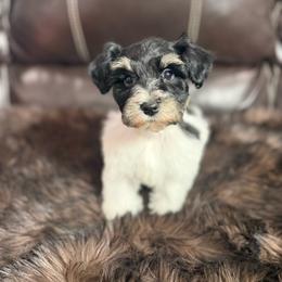 Harlow - Black and silver female Miniature Schnauzer puppy in Durant, Oklahoma from Big Creek Mini Dachshund