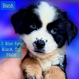 Dash - Black tri male Miniature Australian Shepherd puppy in Punta Gorda, Florida from Christie's Creekside Aussies