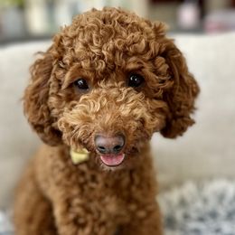 Snowy - Goldendoodle