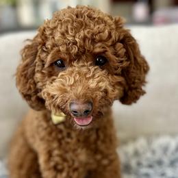 Snowy - Goldendoodle