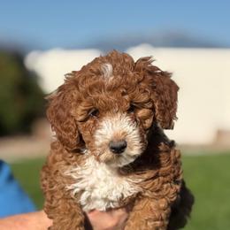 Orange - Red  female Goldendoodle puppy in Herriman, Utah from Sunnydoodle Utah