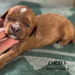 Orzo - Red female Cavapoo puppy in Pagosa Springs, Colorado from Selah Mountain Dogs