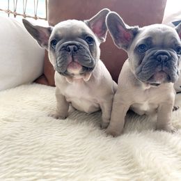 French Bulldog puppies from Frenchie Luvbugs
