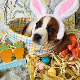 Nora - Mahogany and white female Basset Hound puppy in Bellaire, Ohio from Blessed Bassets
