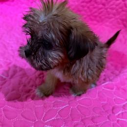 Girl 4 - Black gold and white female Shorkie puppy in Florida from Shih tzus and Shorkies Galore