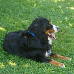 Bernese Mountain Dog Puppies from Lonesome Pine Farm