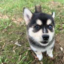 Pomsky Puppies from SRF Pomskies