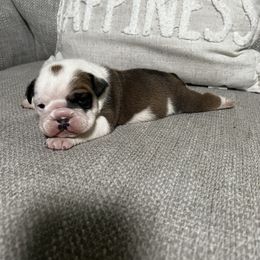 Bulldog Puppies from Angela's Kennel