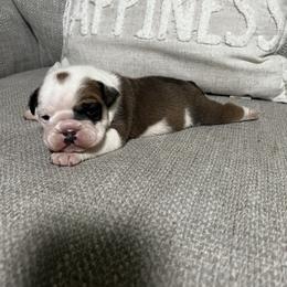 Bulldog Puppies from Angela's Kennel