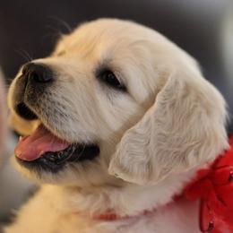 Golden Retriever Puppies from Dandelion Meadows Farm