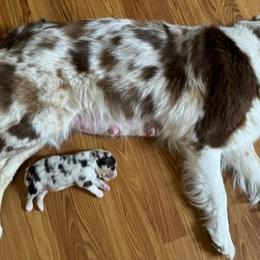 Australian Shepherds from Sadie Blue's Willamette Valley Aussies