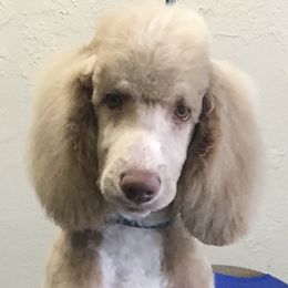 Poodles from Studmuffin Services