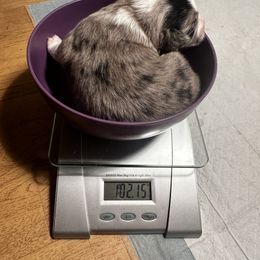 Miniature Australian Shepherd and Toy Australian Shepherd Puppies from Cherry Grove Kennel