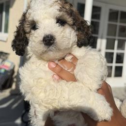 Girl 2 - female Sheepadoodle puppy in Daytona Beach, Florida from Lindy’s Doodles
