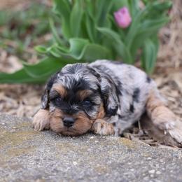 Orbit - Merle male Whoodle puppy in West Bend, Iowa from Blue Skies Terriers