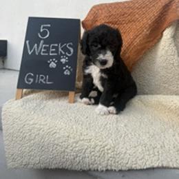 Purple - Black and white female Sheepadoodle puppy in Whittier, California from HOUSE OF DOODLES