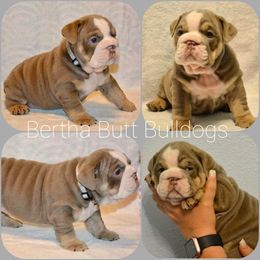 Bulldog Puppies from Bertha Butt Bulldogs